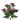 -Chrysanthemum-Bloomr