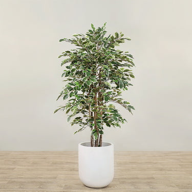 Trees-Artificial Ficus Deluxe Exotica Tree 150cm-Bloomr