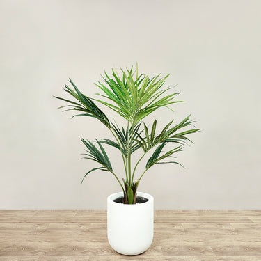 Trees-Kentia Palm <br> 120cm-Bloomr