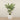 Trees-Kentia Palm 240cm-Bloomr