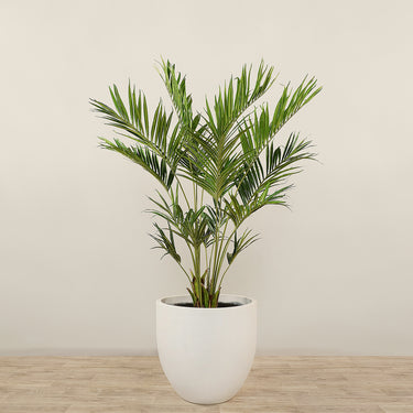 Trees-Kentia Palm 240cm-Bloomr