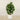 Trees-Artificial Fiddle Tree 150cm-Bloomr