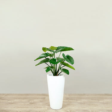 Trees-Artificial Alocasia Tree<br> 60cm-Bloomr
