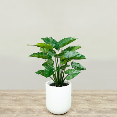 -Artificial Alocasia Tree<br> 80cm-Bloomr