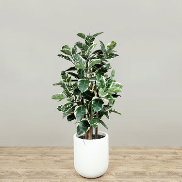 Trees-Artificial Rubber Tree 120cm-Bloomr