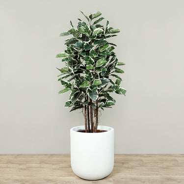 Trees-Artificial Rubber Plant 180cm-Bloomr