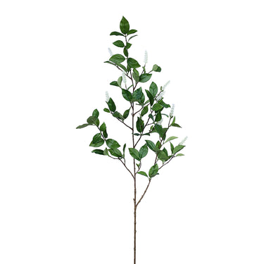 Plants-Itea Spray-Bloomr