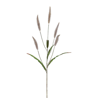 Flowers-Pennisetum Spray-Bloomr