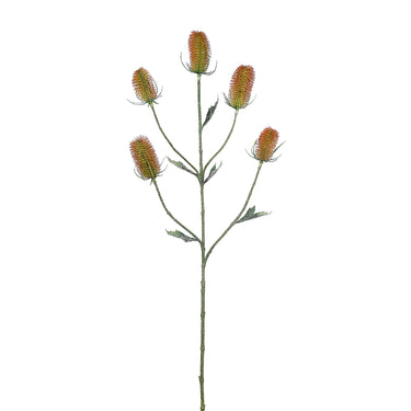 Flowers-Dipsacus Spray-Bloomr