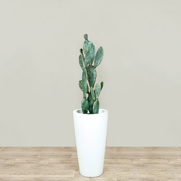 Trees-Artificial Cactus Plant 095cm-Bloomr