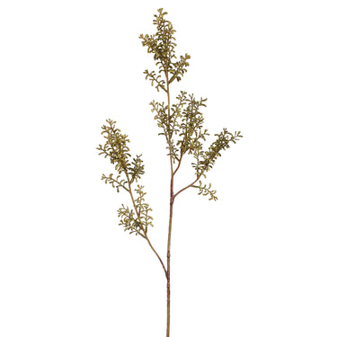 Greenery-Sedum-Bloomr