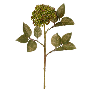 Greenery-Sedum-Bloomr