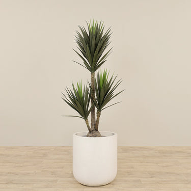 -Artificial Yucca Plant 165cm-Bloomr