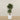 '-Artificial Mini Ficus Tree 180cm-Bloomr