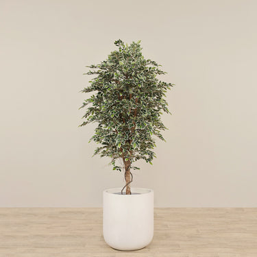 -Artificial Mini Ficus Tree 180cm-Bloomr