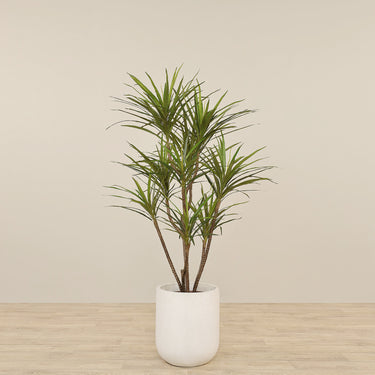 -Artificial Draecena Tree 150cm-Bloomr