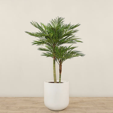 Trees-Artificial Phoenix Palm 180cm-Bloomr