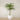 Trees-Artificial Phoenix Palm 270cm-Bloomr