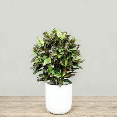 Trees-Artificial Croton Plant<br> 90cm-Bloomr