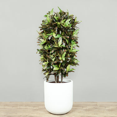 -Artificial Croton Plant 150cm-Bloomr