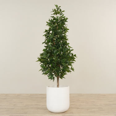 -Artificial Laurel Tree 180cm-Bloomr