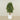 -Artificial Schefflera Tree 150cm-Bloomr