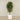 -Artificial Schefflera Tree 180cm-Bloomr