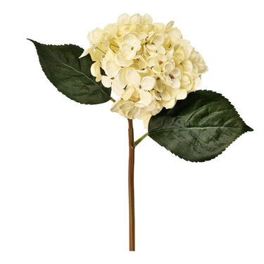 Flowers-Hydrangea-Bloomr