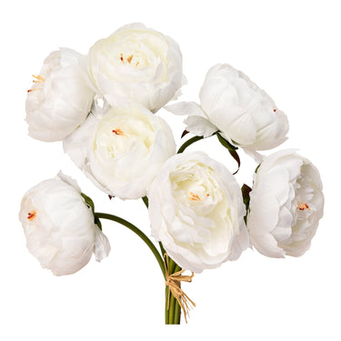 Flowers-Peony-Bloomr