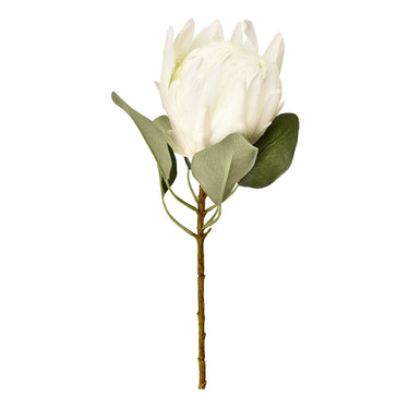 Flowers-Protea-Bloomr