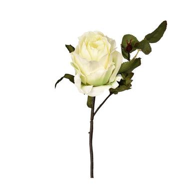 Flowers-Rose-Bloomr