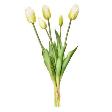 Flowers-Tulip-Bloomr