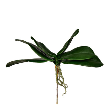 Greenery-Orchid Leaf-Bloomr