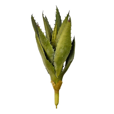 Plants-Aloe-Bloomr