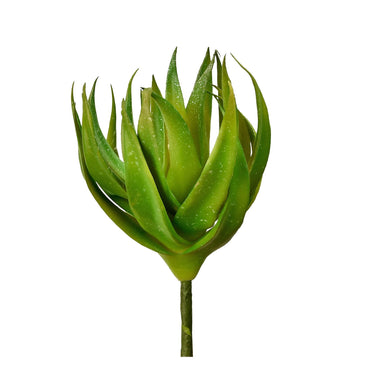 Plants-Aloe-Bloomr