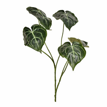 Plants-Anthurium Bush-Bloomr