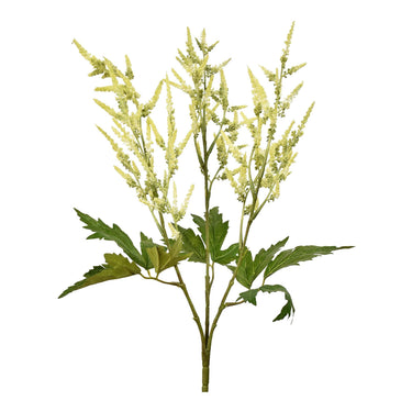 Plants-Astilbe Stem-Bloomr