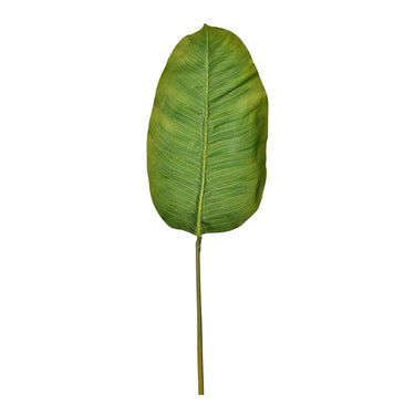 Plants-Banana Leaf-Bloomr