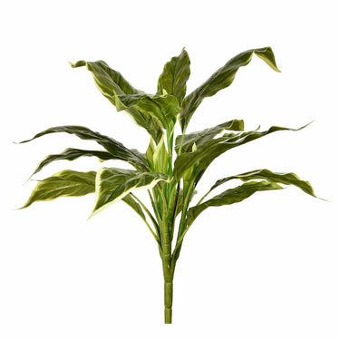 Plants-Hosta Leaf-Bloomr