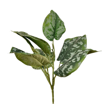 Plants-Scindapsus-Bloomr