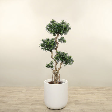 Trees-Artificial Podocarpus Tree 150cm-Bloomr