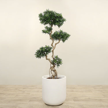 Trees-Artificial Podocarpus Tree <br> 180cm-Bloomr