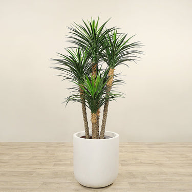 Trees-Artificial Yucca Plant 170cm-Bloomr