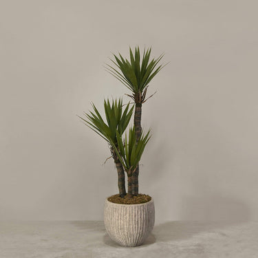 Desginers Collection-Artificial Yucca Plant With Pot-Bloomr
