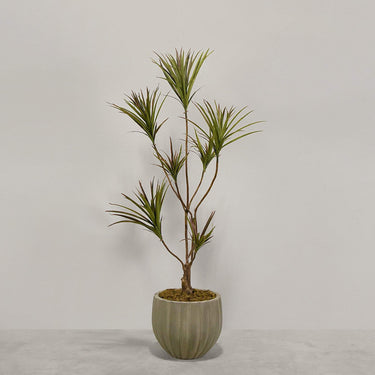 Desginers Collection-Artificial Draecena With Pot-Bloomr