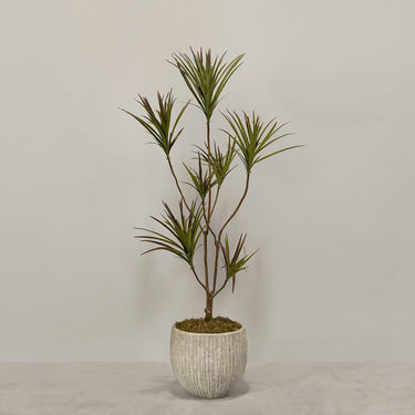 Desginers Collection-Artificial Draecena With Pot-Bloomr