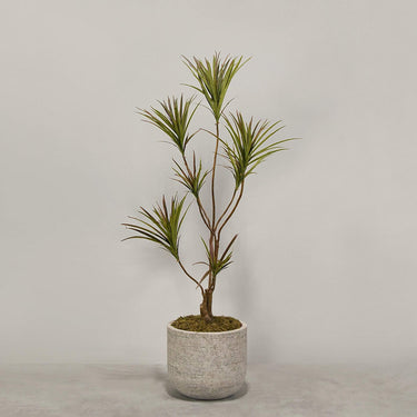 Desginers Collection-Artificial Draecena With Pot-Bloomr