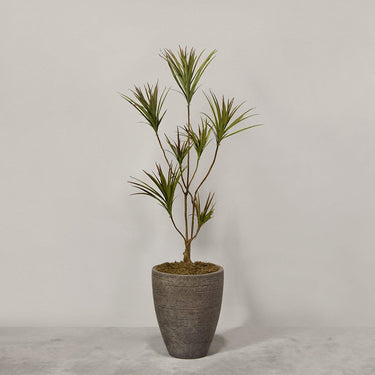 Desginers Collection-Artificial Draecena With Pot-Bloomr