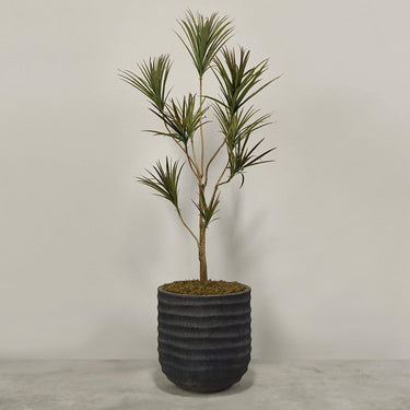 Desginers Collection-Artificial Draecena With Pot-Bloomr