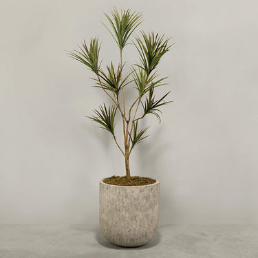 Desginers Collection-Artificial Draecena With Pot-Bloomr